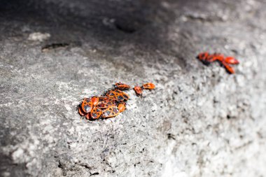Firebug'ı kümeleri bir taş üzerinde