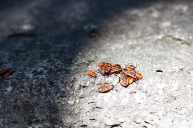 Firebug'ı kümeleri bir taş üzerinde