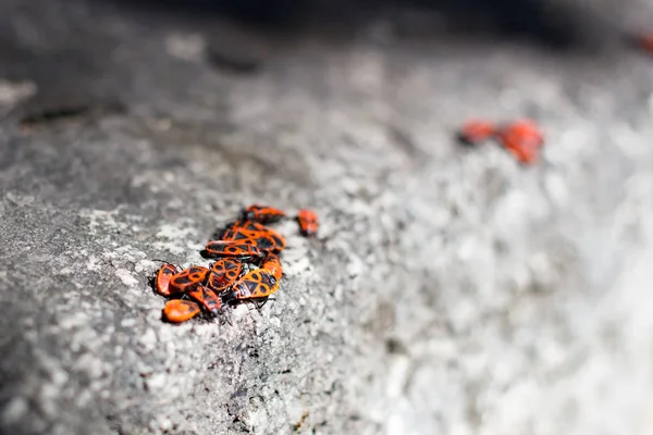 Firebug'ı kümeleri bir taş üzerinde