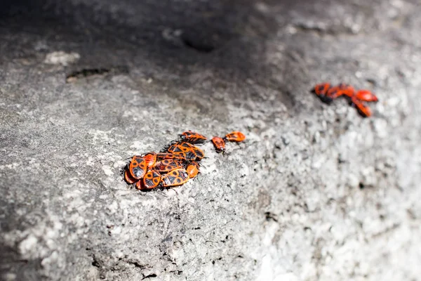 Clumps of firebug on a stone — Stock Photo, Image