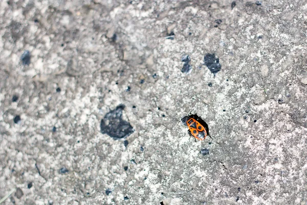 One firebug on a stone — Stock Photo, Image