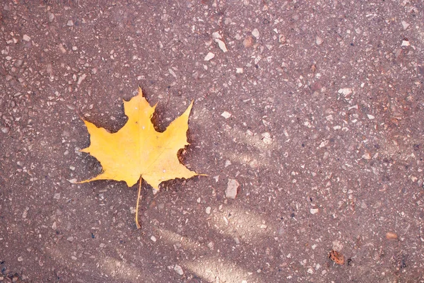 Hoja de arce amarillo se encuentra en el asfalto — Foto de Stock