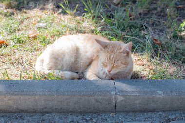 Kedi kaldırıma sokakta aittir.