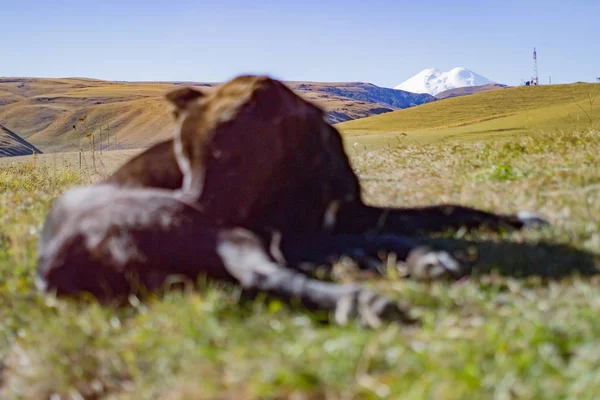 Köpek dağlık yöredeki çim üzerinde yalan
