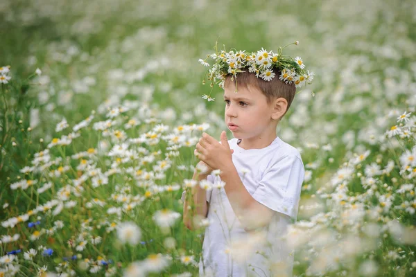 Junge im Gänseblümchenfeld — Stockfoto