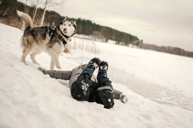 Küçük çocuk kışın Sibirya köpeğiyle eğleniyor.
