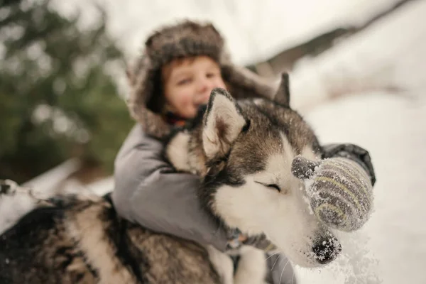Little Boy Curly Hair Hugging Siberian Husky Dog — Stock Photo, Image