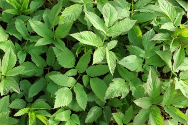 Bitkisel arka planı yeşil