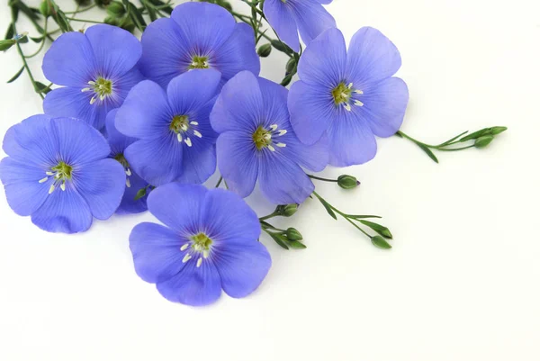 Niebieskie kwiaty. Len wieloletnich — Zdjęcie stockowe