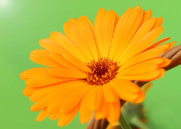 Flor de calêndula laranja — Fotografia de Stock