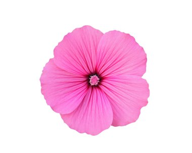 Beyaz bir arka planda, yalıtılmış pembe yaban ördeği çiçeği