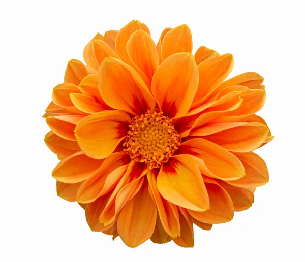 Izolált narancs dália virág fehér alapon — Stock Fotó