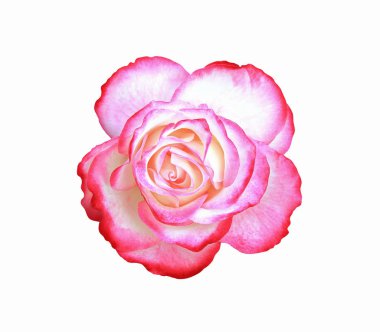 izole yakın çekim gül çiçek