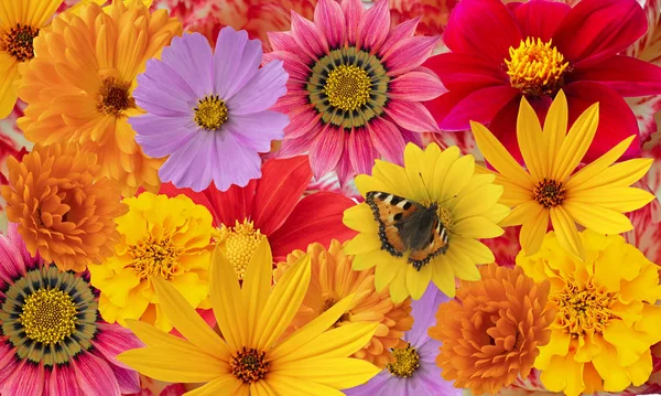Fundo floral de flores brilhantes com uma borboleta — Fotografia de Stock