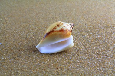 Kumsalda deniz kabuğu