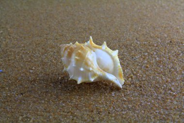 Kumsalda deniz kabuğu