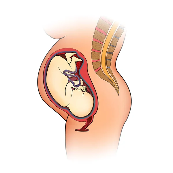 Ilustração Seccional Uma Mulher Grávida Com Uma Imagem Bebê Útero —  Vetores de Stock