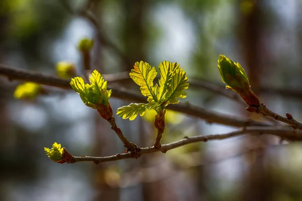 Primavera Natura Risveglia Tutta Sua Gloria — Foto Stock