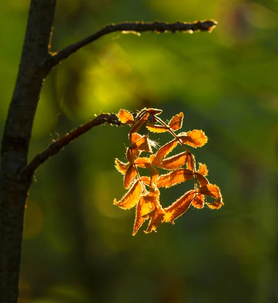 Lente Natuur Wordt Wakker Zijn Glorie — Stockfoto