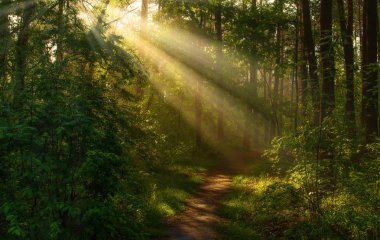 Bahar. Sabah. Güneşli içinde yürümek. Orman