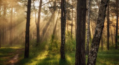 Sabah. Güneş ışınları doğa uyandırmak..