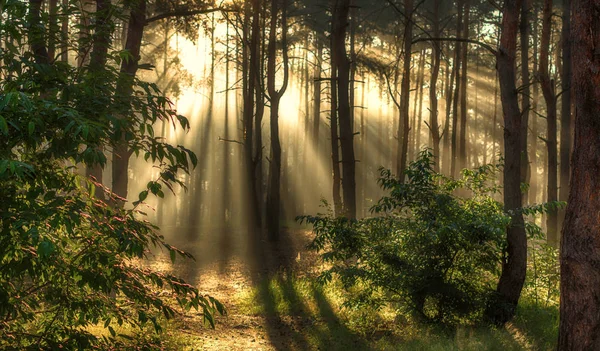 Buenos Días Los Rayos Solares Despiertan Naturaleza — Foto de Stock