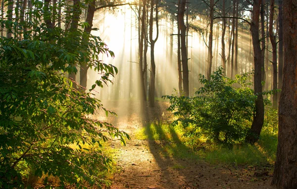 Rano Słońca Promienie Obudzić Natura — Zdjęcie stockowe