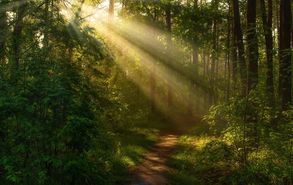 Printemps Bonjour Promenade Sous Soleil Forêt — Photo