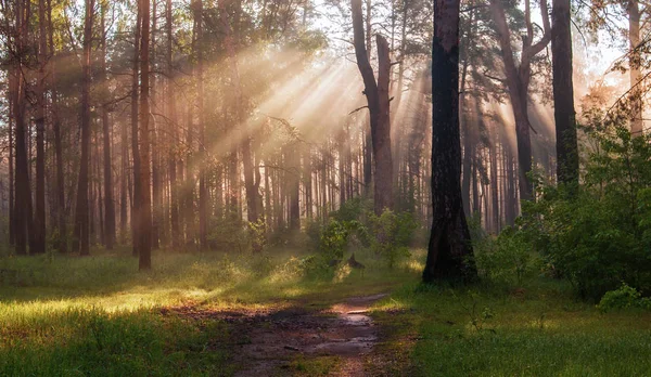 Morgon Solen Strålar Väcka Natur — Stockfoto