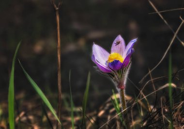 bahar çiçekleri. doğa kış uykusundan uyanır.