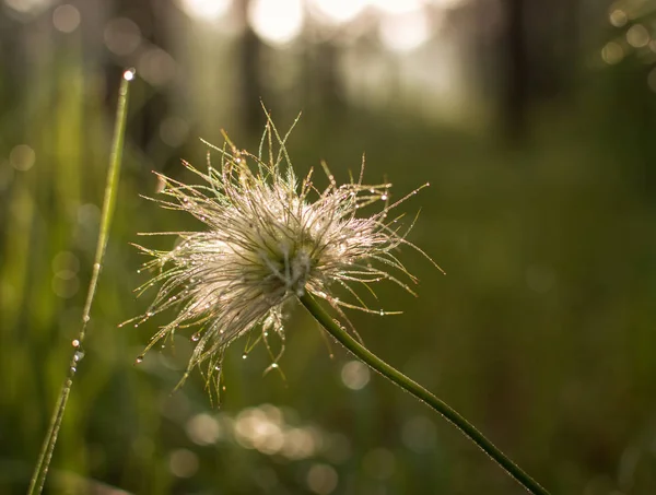 Vårens Blommor Naturen Vaknar Vintersömnen — Stockfoto