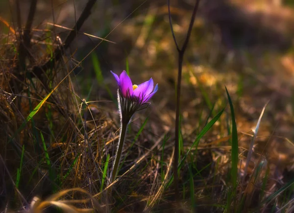 Flores Primavera Natureza Desperta Sono Inverno — Fotografia de Stock