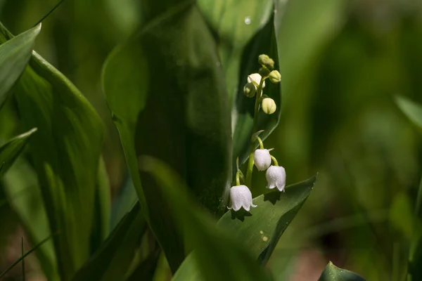 Lilies Valley Lilies Valley Bright May Greetings — Stock Photo, Image