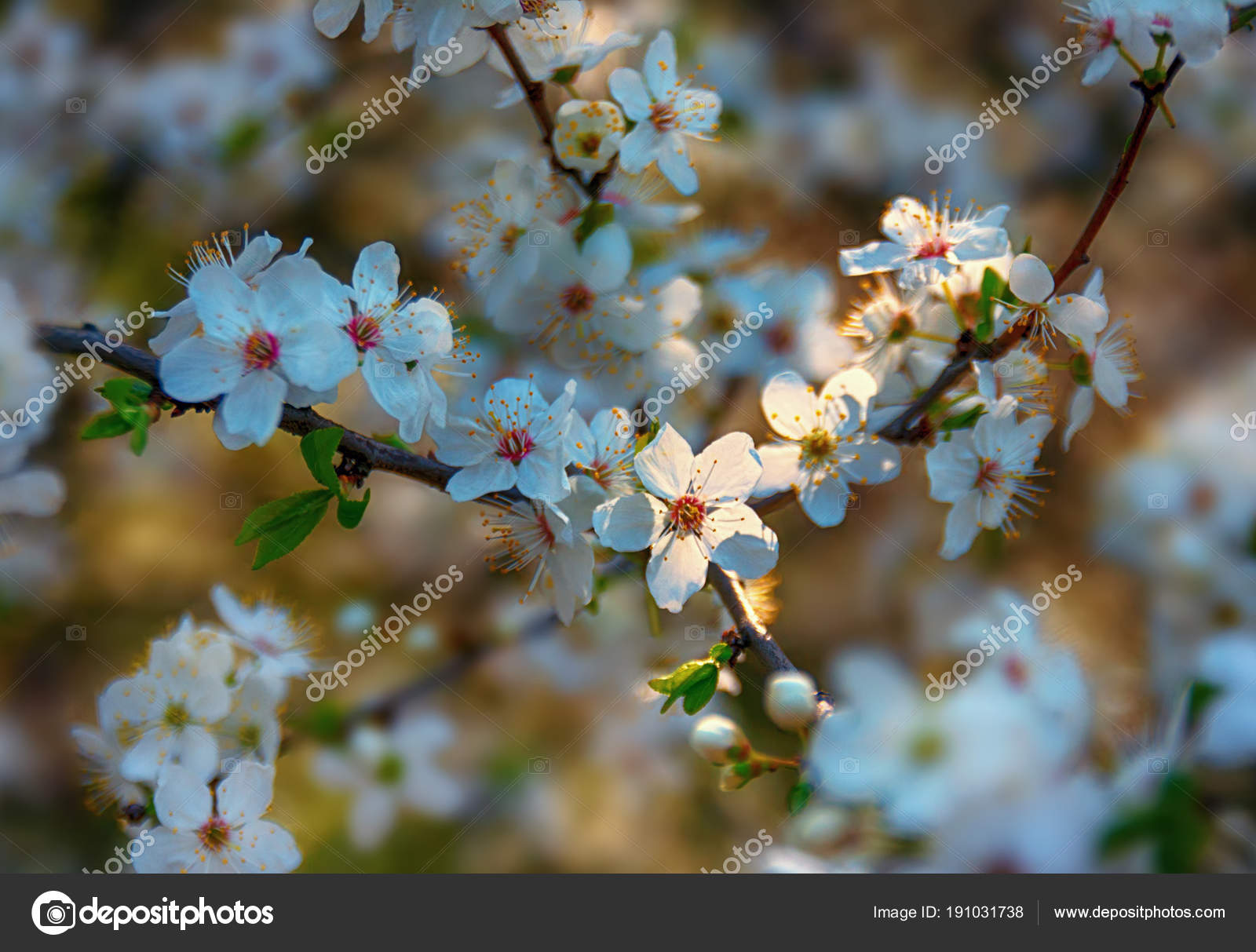 Spring Has Come Fruit Trees Covered Flowers Apple Trees Pears Stock Photo Image By C Msh Spring Has Come Fruit Trees Covered Flowers Apple Trees Pears Stock Photo Image By C Msh