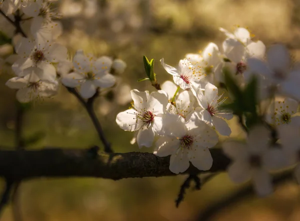 Spring has come, fruit trees are covered with flowers. Apple trees, pears, peaches argue among themselves - who is more beautiful.