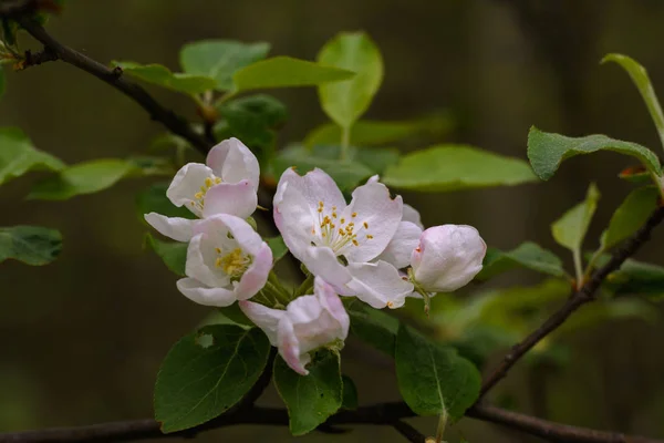 Spring has come, fruit trees are covered with flowers. Apple trees, pears, peaches argue among themselves - who is more beautiful.