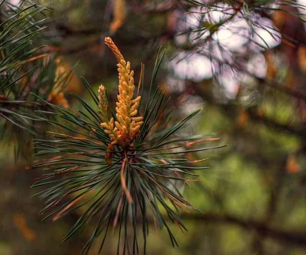 Printemps Jeunes Pousses Pin Forêt Réveille — Photo