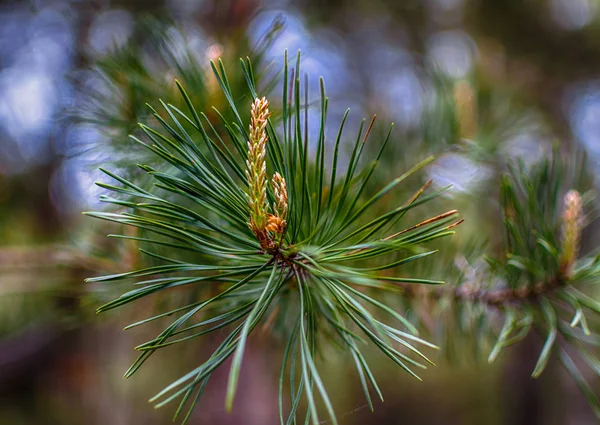 Printemps Jeunes Pousses Pin Forêt Réveille — Photo