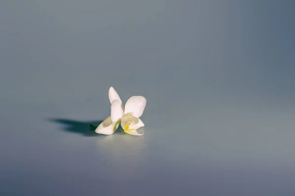 minimalism in still life. orchid flower.