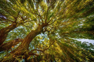 ağacın üst dalları