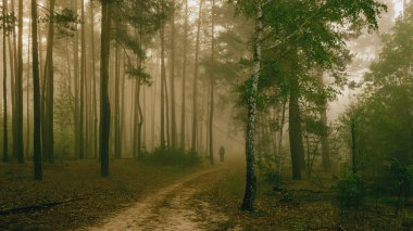 puslu bir ormandaki sabah yürüyüş.
