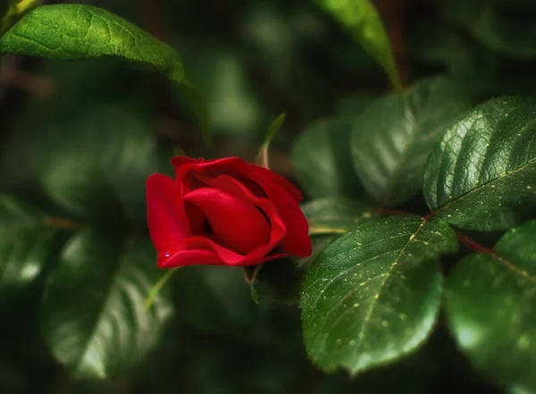 Rosa Florescente Flores Verged — Fotografia de Stock