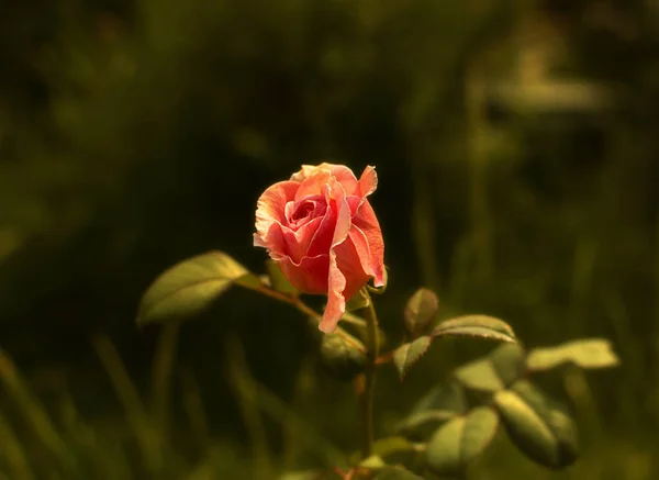 Цветущая Роза Цветы — стоковое фото