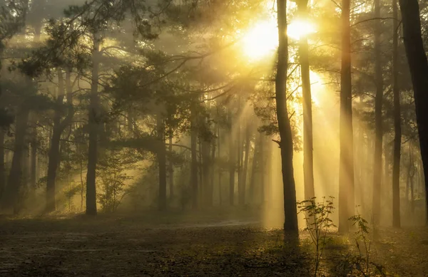 Morning. Forest. The sun's rays are played in the branches of trees.