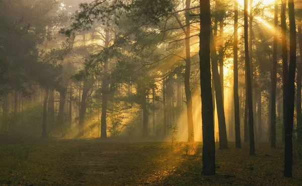 フォレスト 太陽の光が木の枝で再生されます — ストック写真