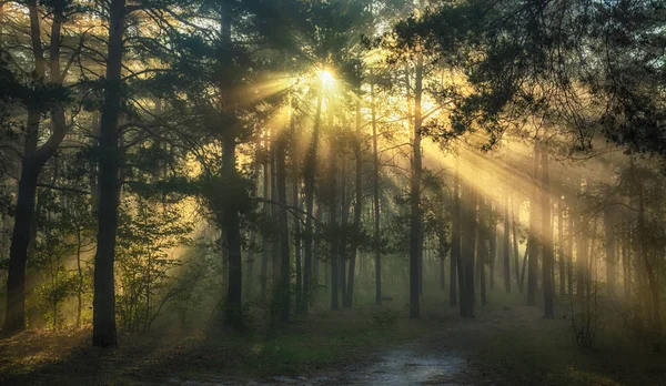 Sabah Orman Güneş Işınları Ağaç Dallarında Oynanır — Stok fotoğraf
