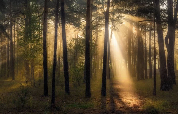 Bonjour Forest Les Rayons Soleil Sont Joués Dans Les Branches — Photo