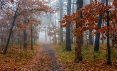 Orman. Sonbahar. Sis ağaçları sardı. Yapraklar ve çimenler sonbahar kıyafetleri içinde