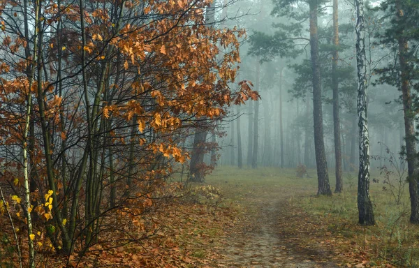 森だ秋だ霧が木々に包まれた 秋の衣装に身を包んだ葉や草 — ストック写真