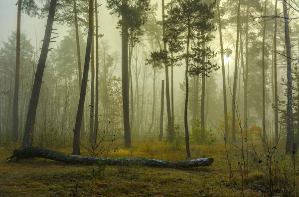 Wald Herbst Dichter Nebel Hüllte Die Bäume Ein Und Verwandelte — Stockfoto